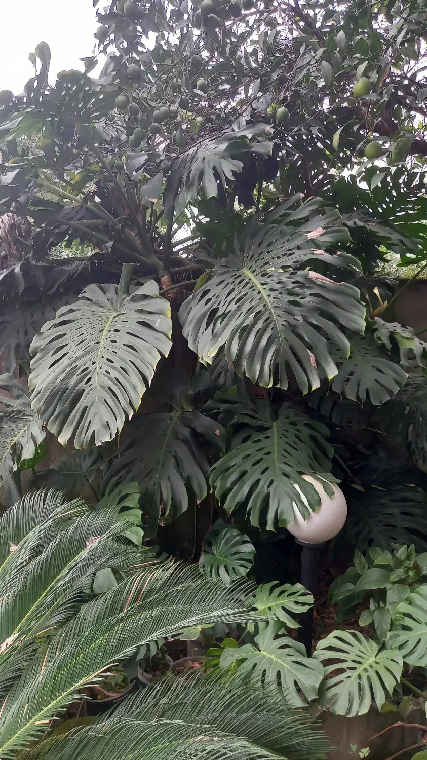 فروش گل برگ انجیری و سیکاس|گل و گیاه طبیعی|کلارآباد, |دیوار