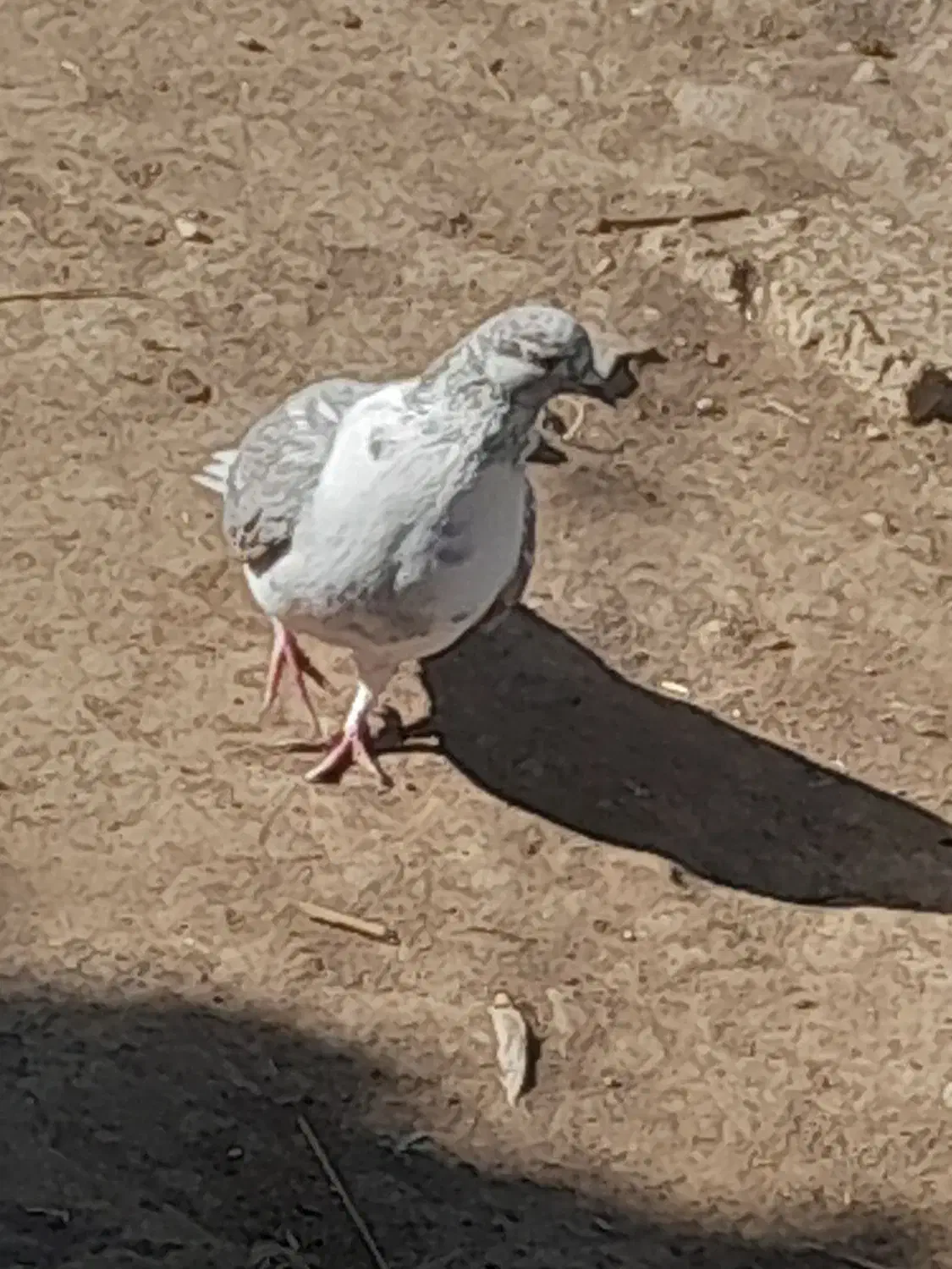 چند عدد کبوتر سالم و سرحال|پرنده|هیر, |دیوار