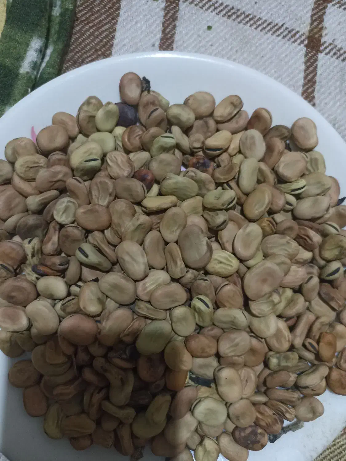 باقله بذری|گل و گیاه طبیعی|فسا, |دیوار