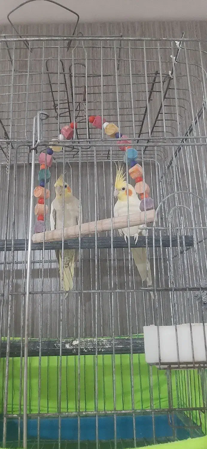 یک جفت عروس هلندی  بدون قفس|پرنده|پاکدشت, شهرک امام رضا|دیوار