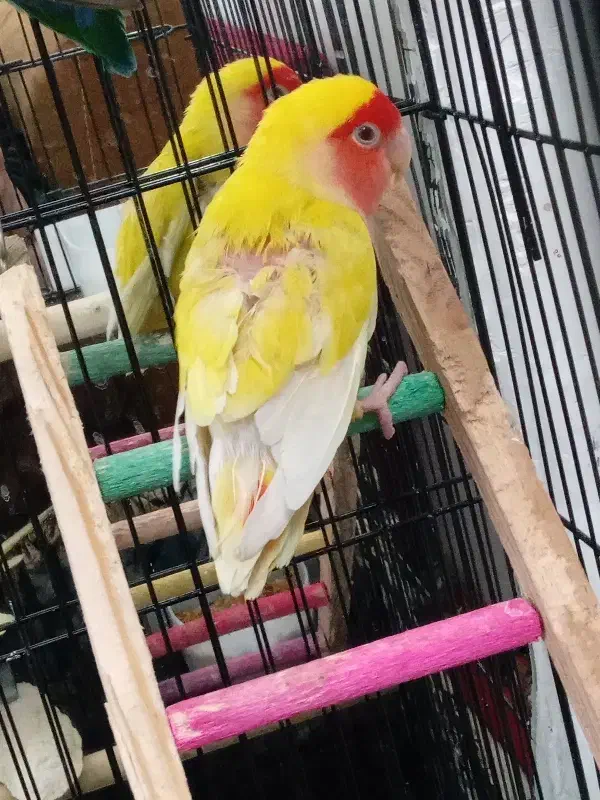 طوطی برزیلی|پرنده|قرچک, محمد آباد|دیوار