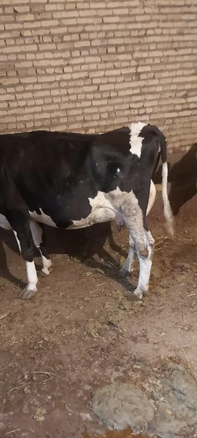 گاو شیری جوان درجه یک  گوساله ندارد|حیوانات مزرعه|سراب, |دیوار