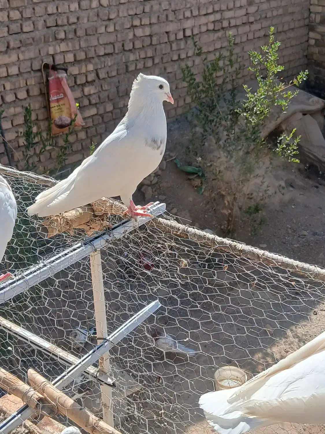 کفترتهرانی سفید|پرنده|شال, |دیوار