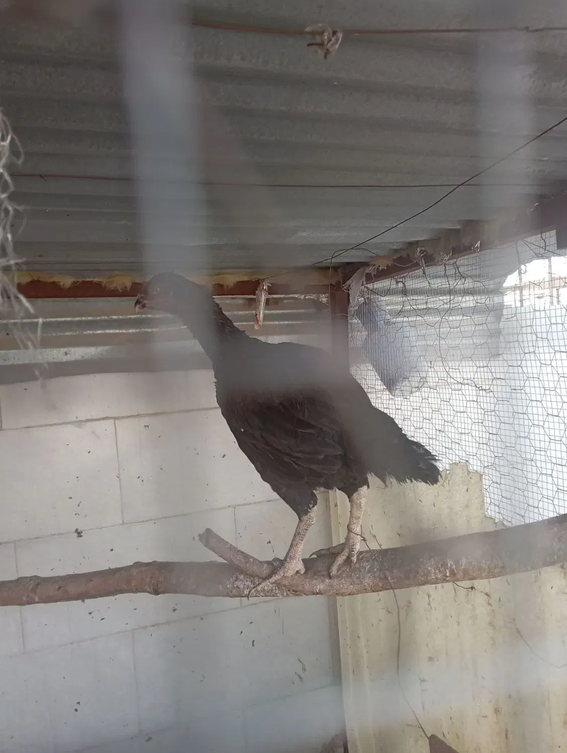 مرغ لاری اصیل جوان/کرچ وتخم گذار|حیوانات مزرعه|قرچک, مهدیه|دیوار