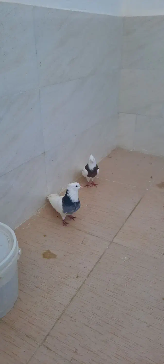 سوسنگرد|پرنده|سوسنگرد, |دیوار