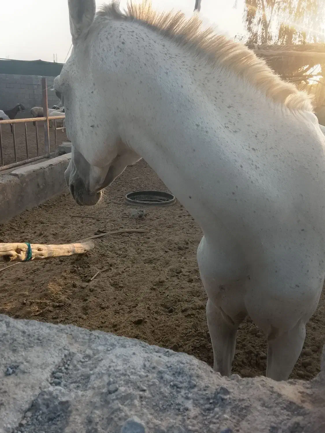 اسب نریان|اسب و تجهیزات اسب‌سواری|جیرفت, |دیوار