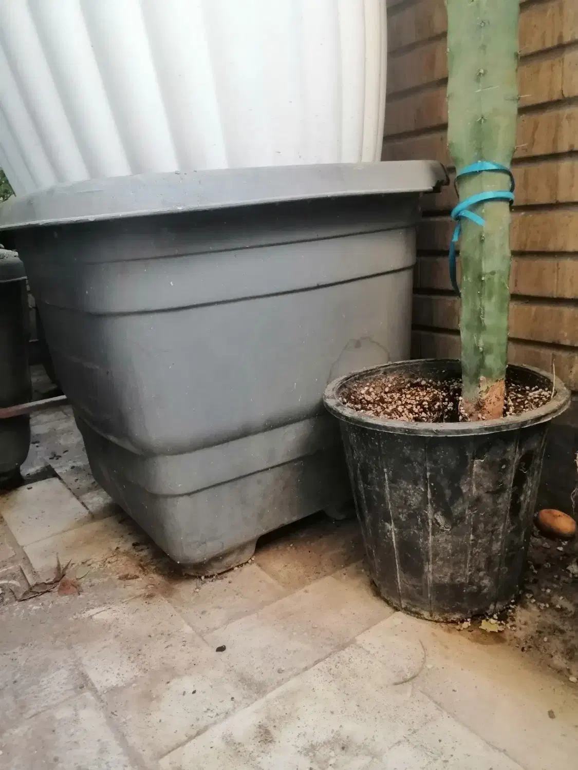 گلدان سایز خیلی بزرگ مشکی|گل و گیاه طبیعی|قم, پردیسان|دیوار