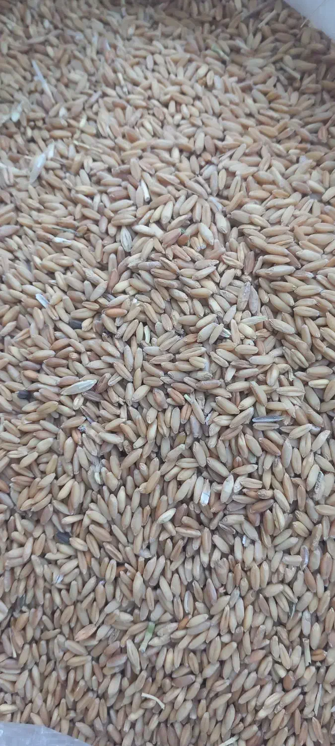 گندم تمیز|خوردنی و آشامیدنی|دهگلان, |دیوار