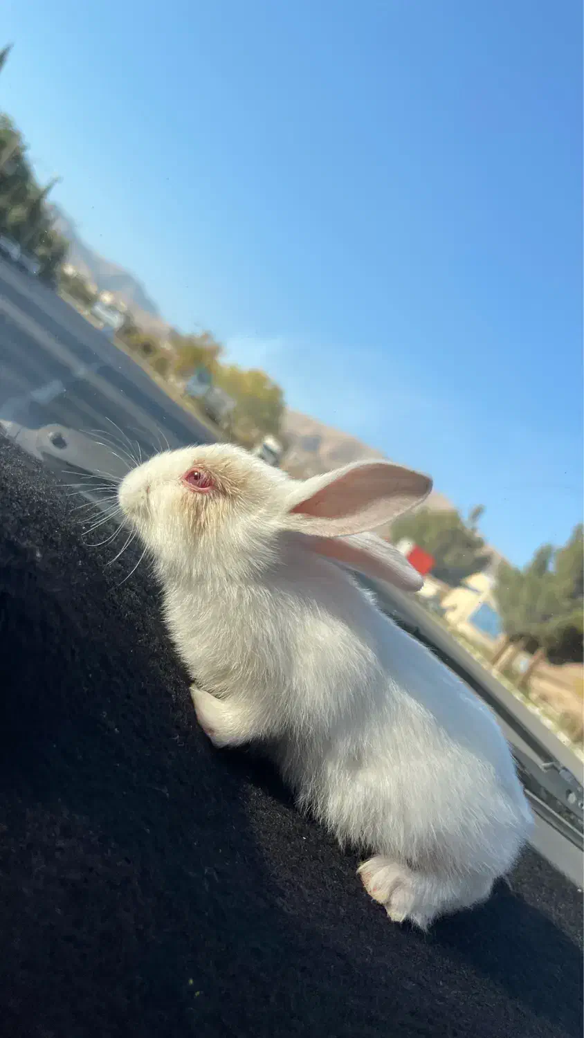 خرگوش چشم شرابی|موش و خرگوش|محلات, |دیوار