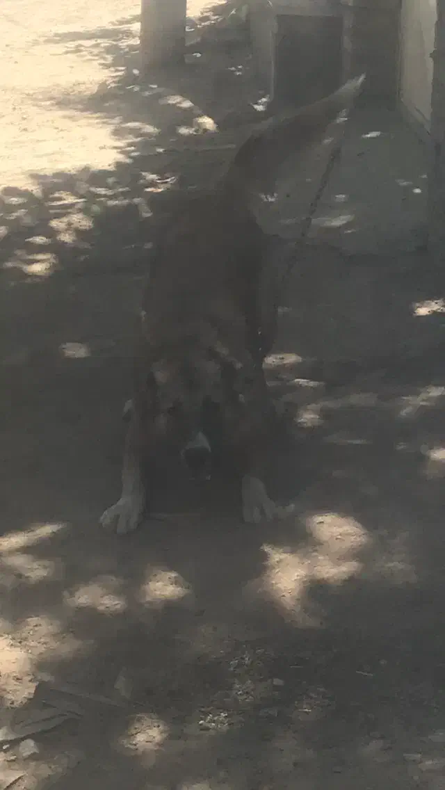 واگذاری سگ سراب|سگ|زند, |دیوار