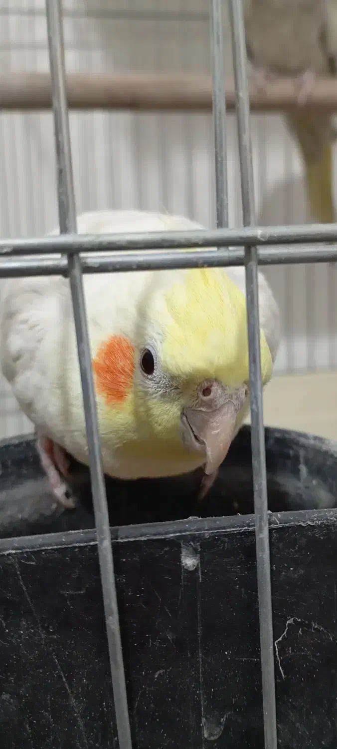 عروس هلندی جفت طلا|پرنده|چهاردانگه (تهران), |دیوار