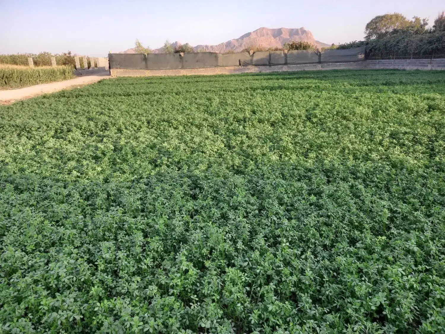 زمین کشاورزی و باغی خوشجا چنگان خوراسگان|فروش دفتر صنعتی، کشاورزی، تجاری|اصفهان, ارداجی|دیوار