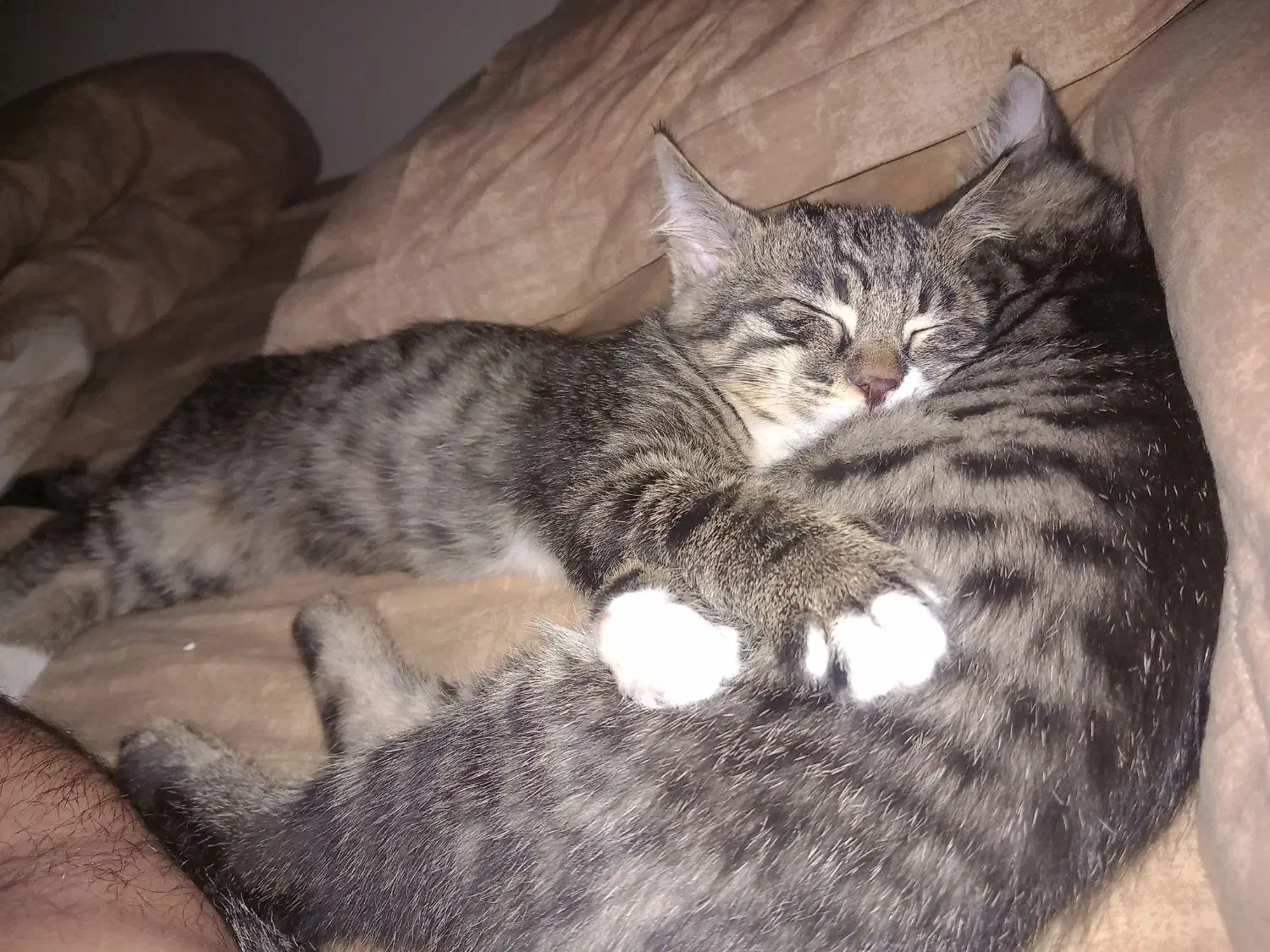 واگذاری گربه|گربه|بیرجند, |دیوار