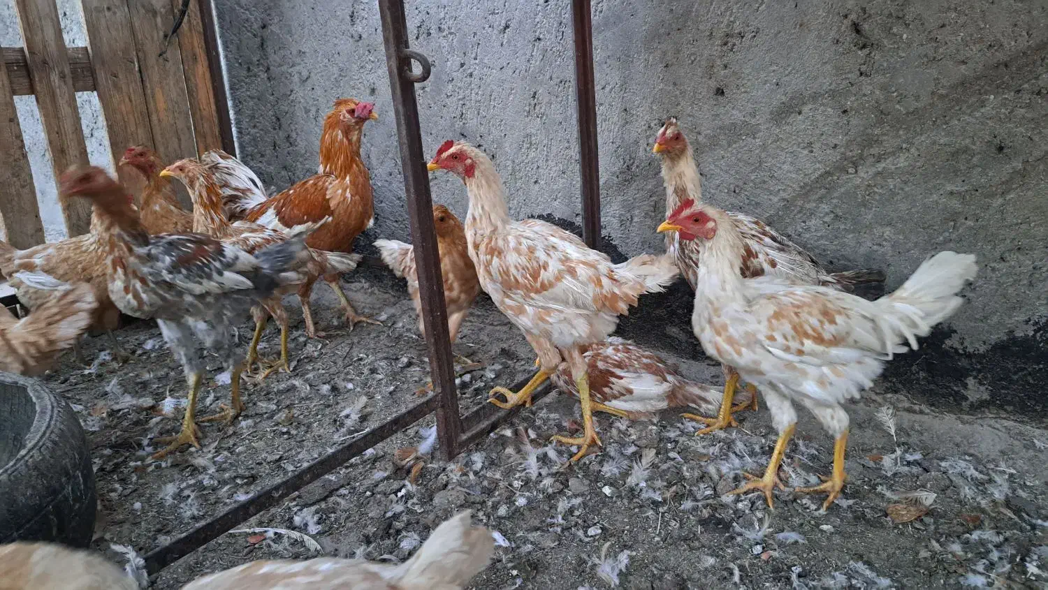 مرغ و  خروس|حیوانات مزرعه|زاهدان, |دیوار