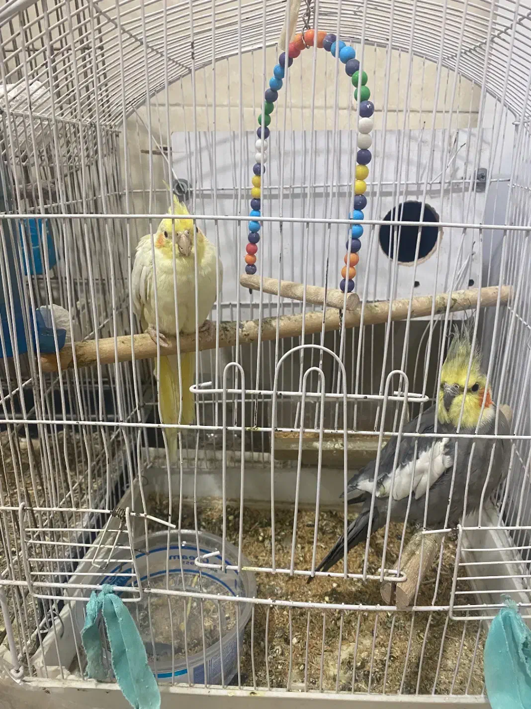 عروس هلندی|پرنده|سردشت, |دیوار