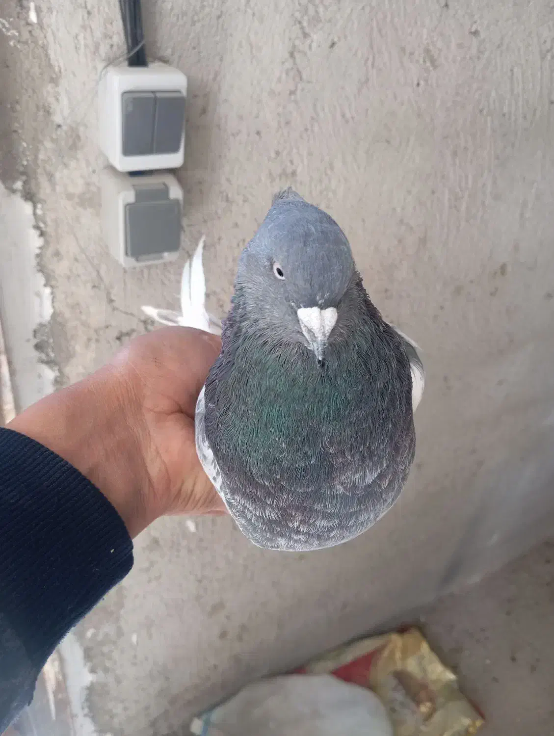 کبوتر|پرنده|مرند, |دیوار