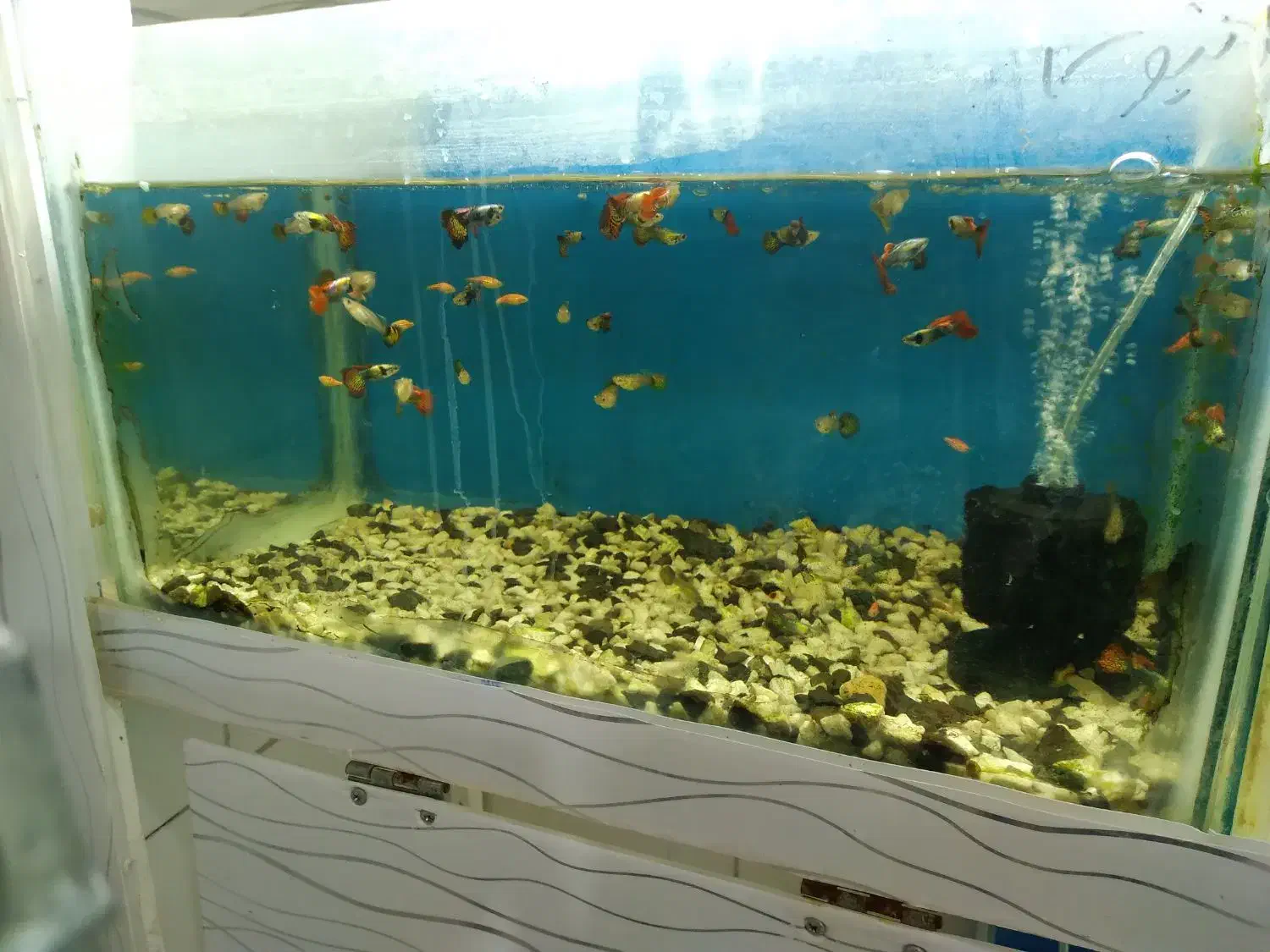 بارجدیدرسید|ماهی|اراک, |دیوار