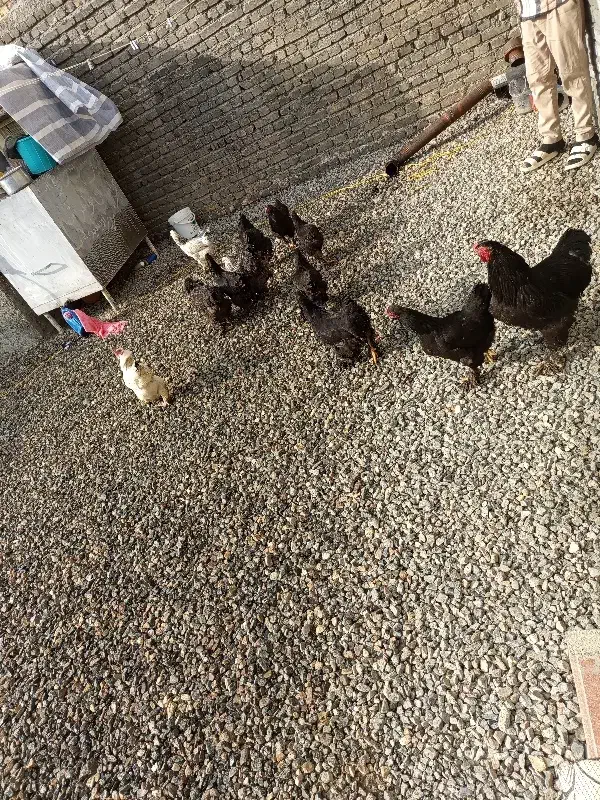 12عدد برهما بلک|حیوانات مزرعه|نوشین شهر, |دیوار