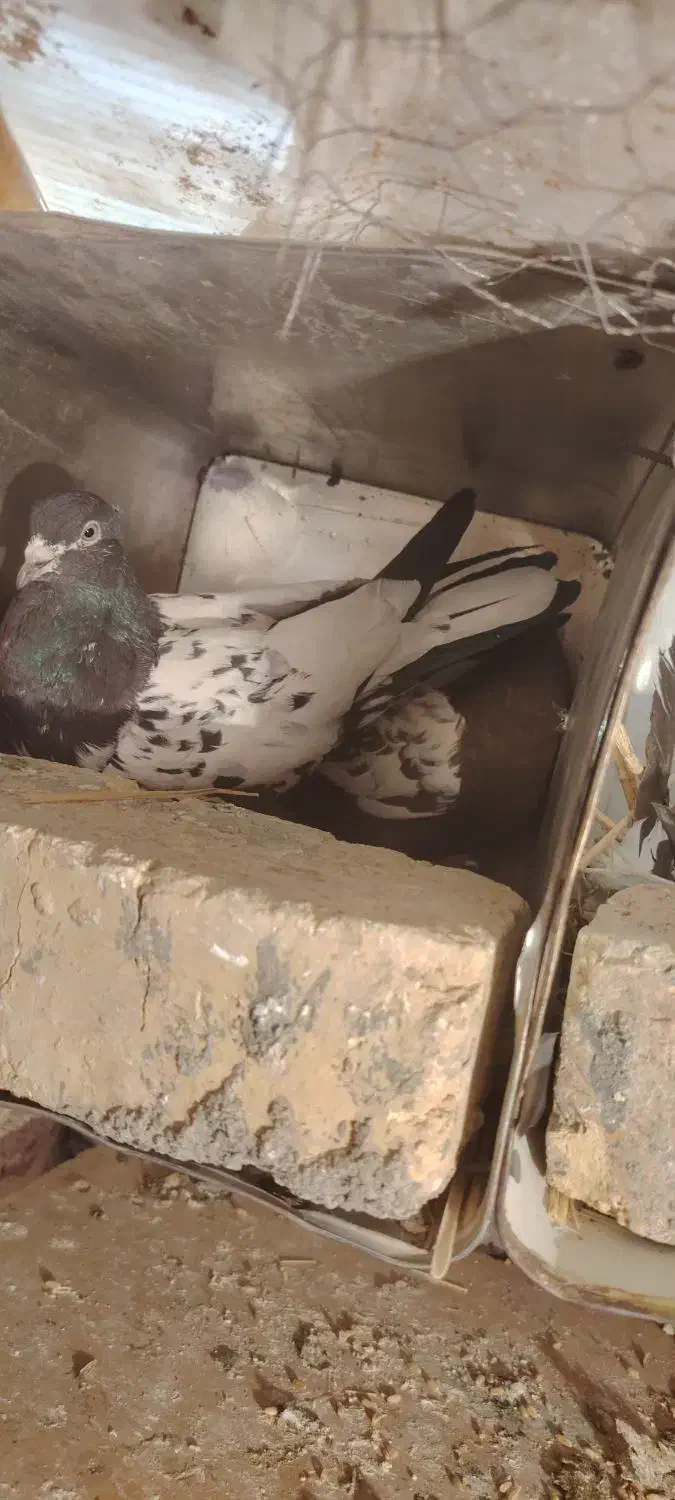 کفتر|پرنده|شهرضا, |دیوار