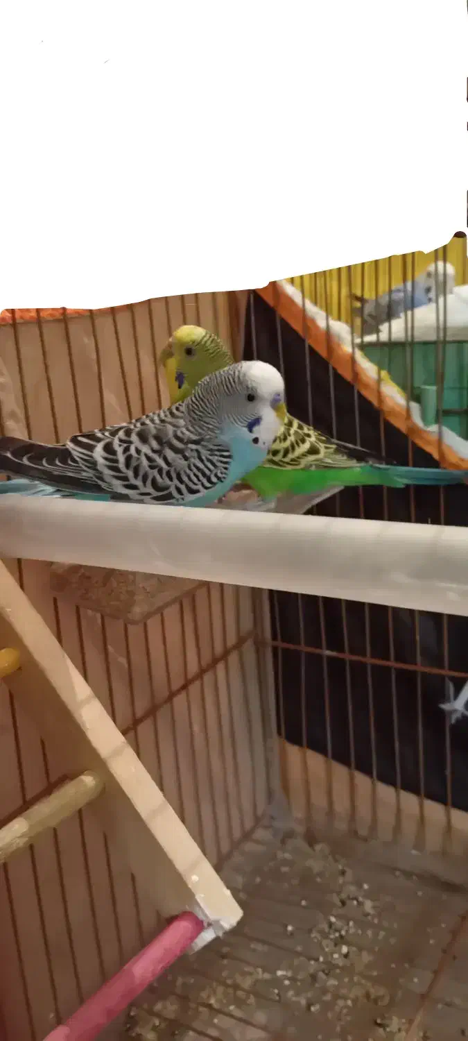 یک جفت مرغ عشق|پرنده|تبریز, |دیوار