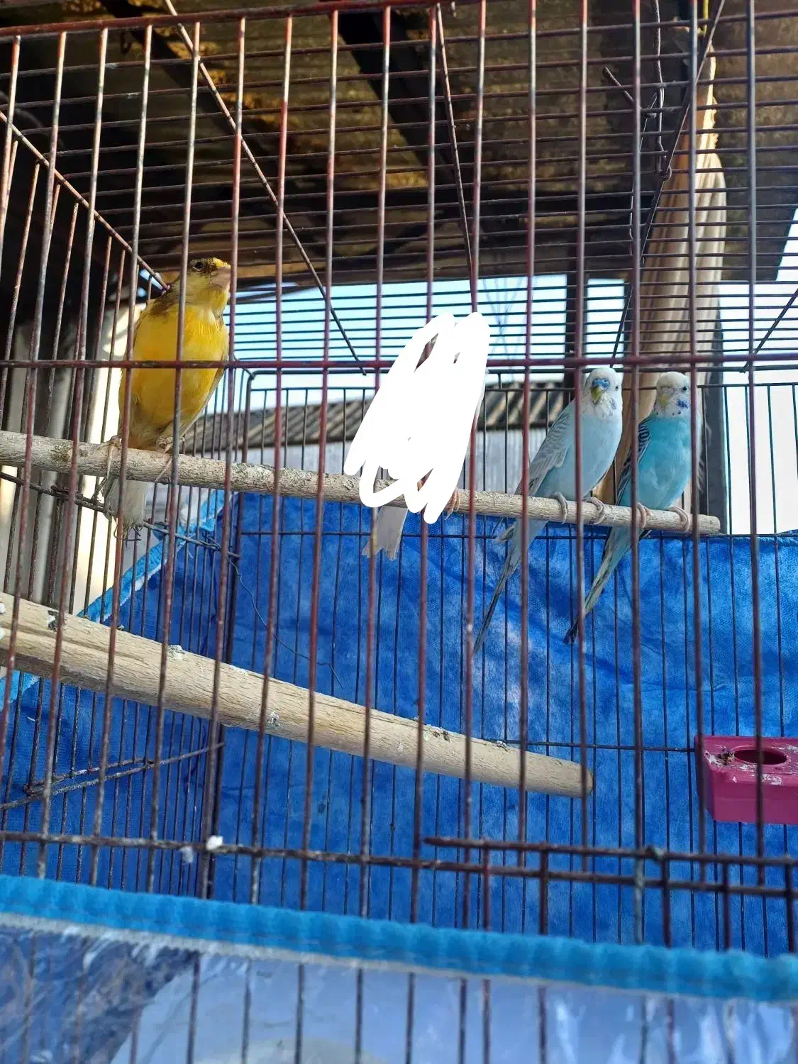 قناری نر  و مرغ عشق|پرنده|رشت, سیا اسطلخ|دیوار