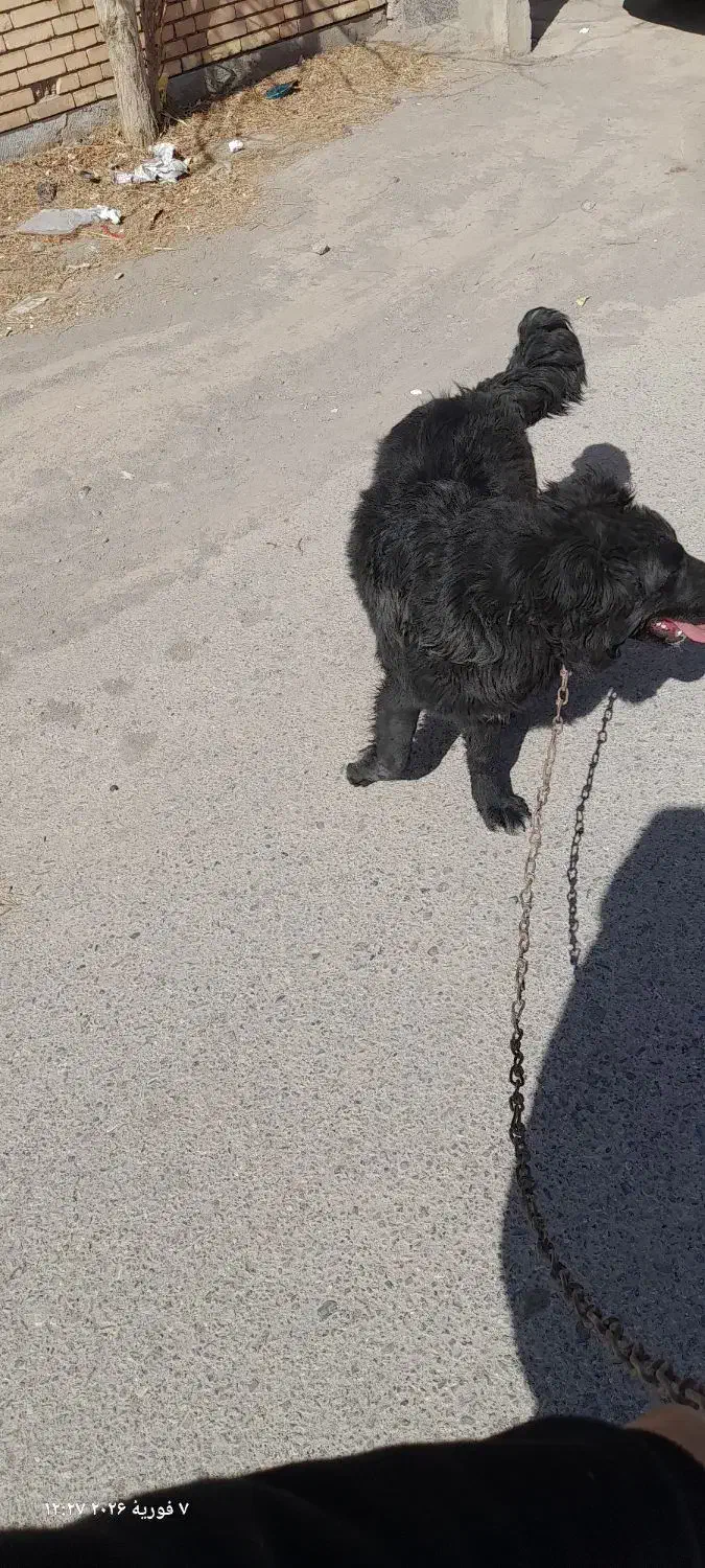 سگ هاسکی|سگ|رفسنجان, |دیوار