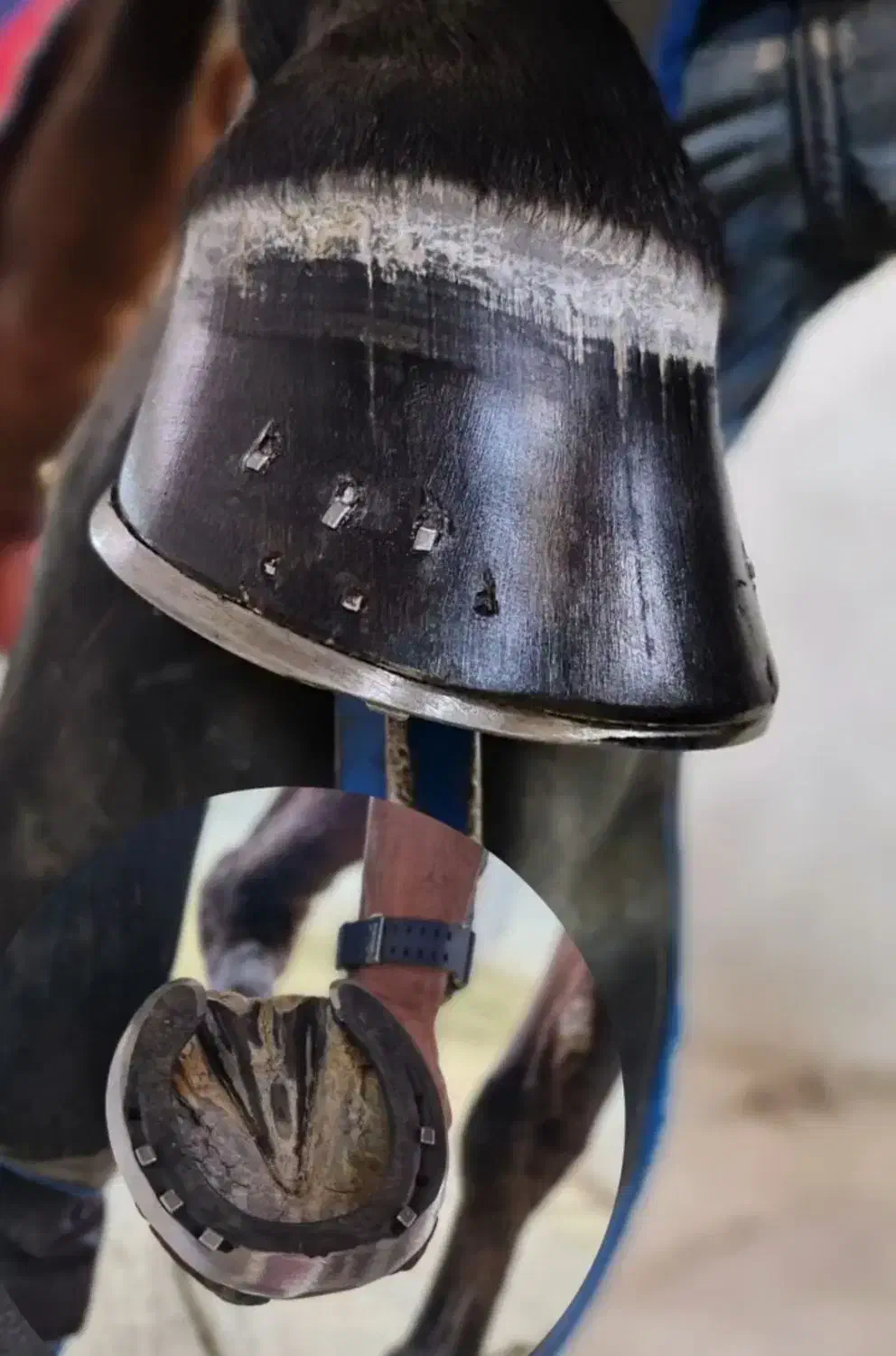 نعل بندی|اسب و تجهیزات اسبسواری|شریفآباد, |دیوار