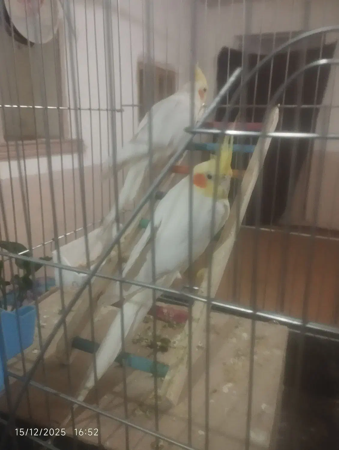 عروس هلندی|پرنده|جزنیک, |دیوار