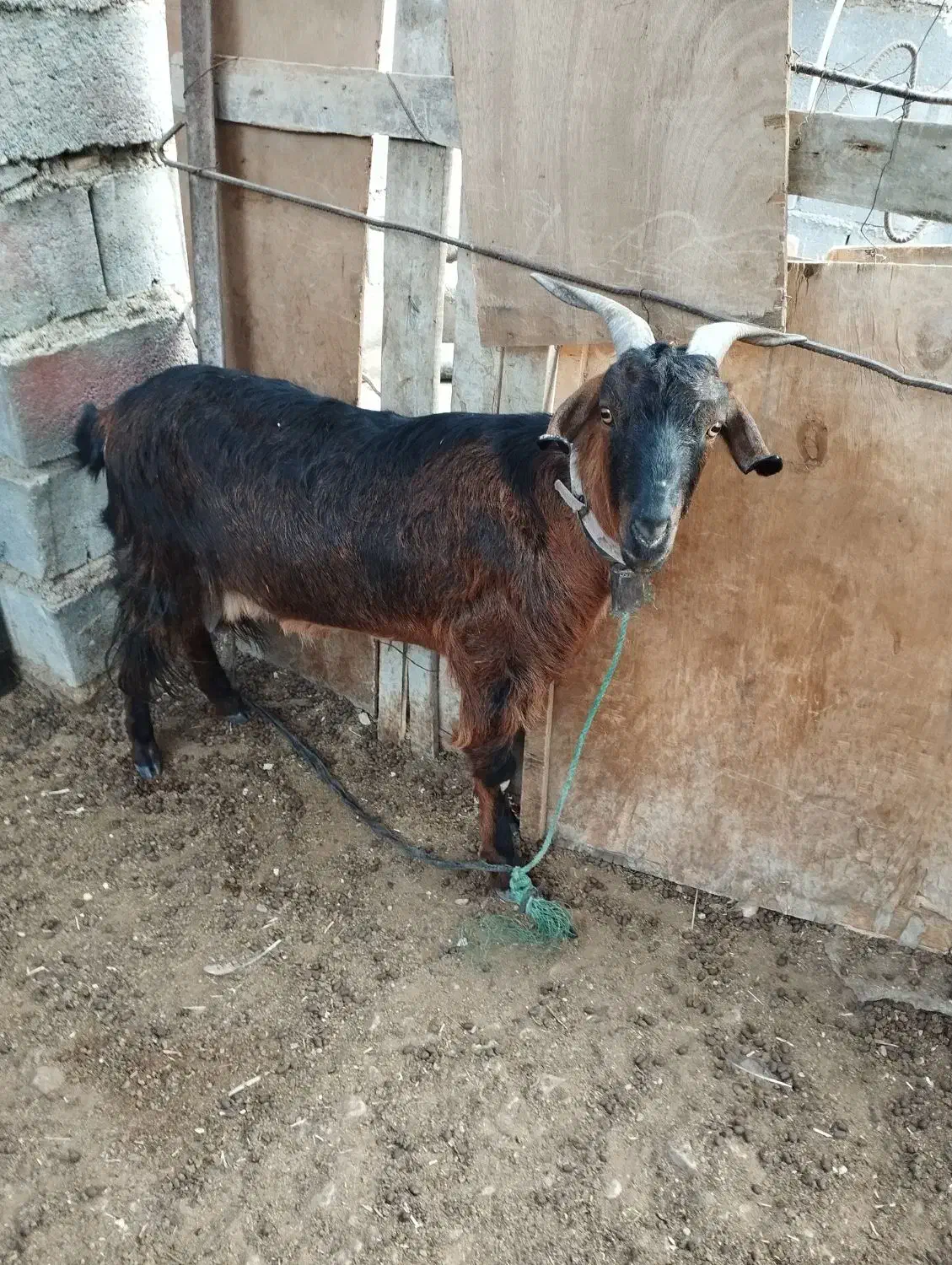 فروش بز افغانی با بز لری با میش عوض میشه|حیوانات مزرعه|ایذه, |دیوار