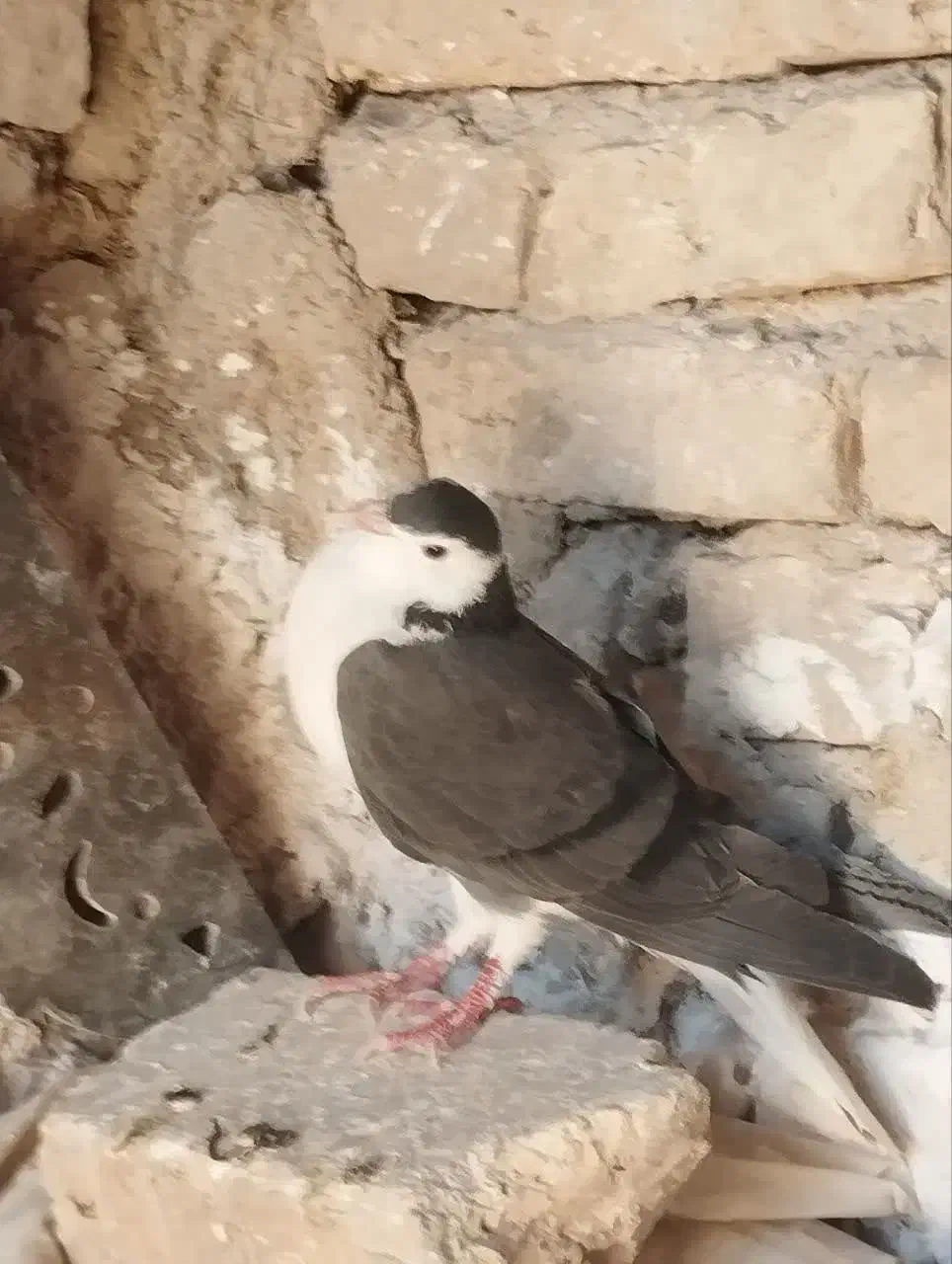 کبوتر.     فوری|پرنده|دلیجان, |دیوار