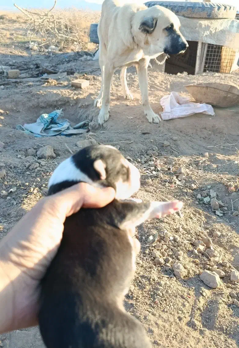 توله خراسانی|سگ|سبزوار, توحیدشهر|دیوار