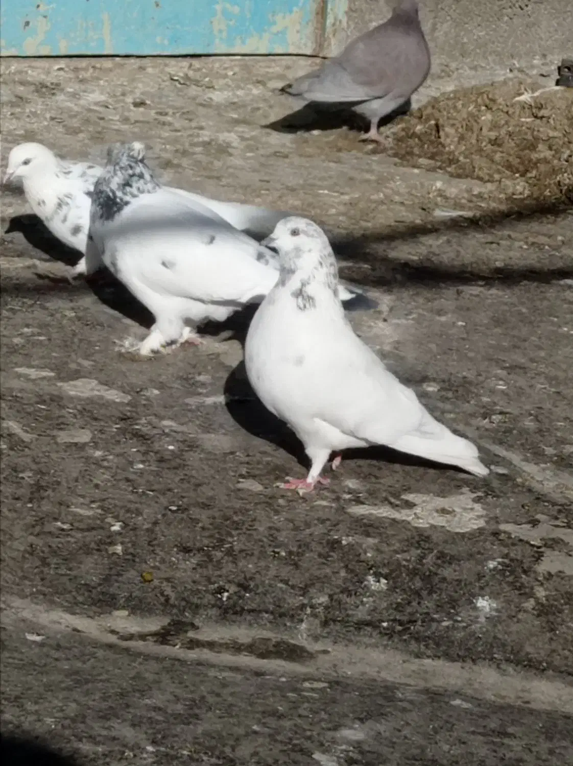 کبوتر|پرنده|قره چای, |دیوار