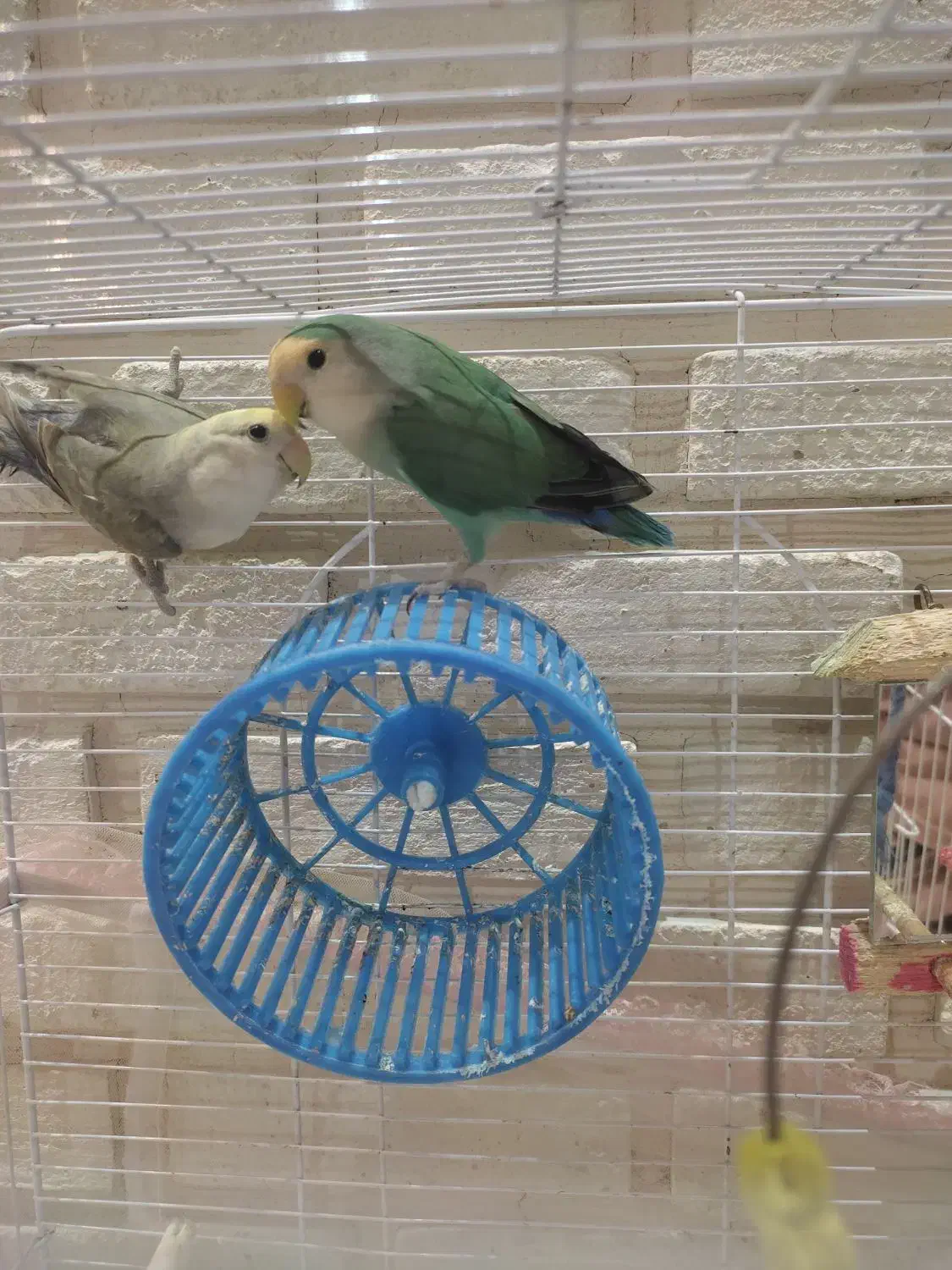 طوطی برزیلی نرو ماده|پرنده|رشت, نامجو|دیوار