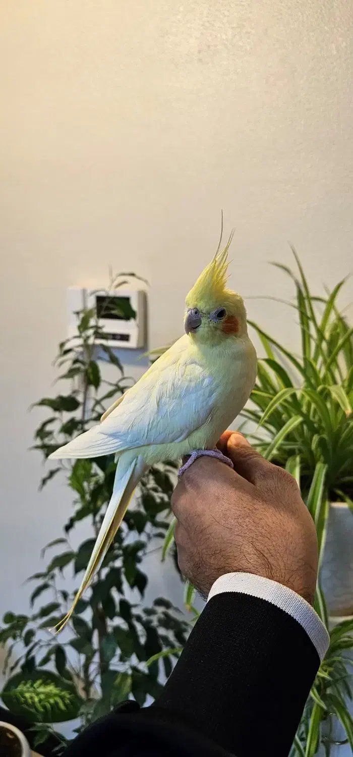 عروس هلندی پاریس ملنگو مرغ مینا طوطی|پرنده|شاهینشهر, فردوسی|دیوار