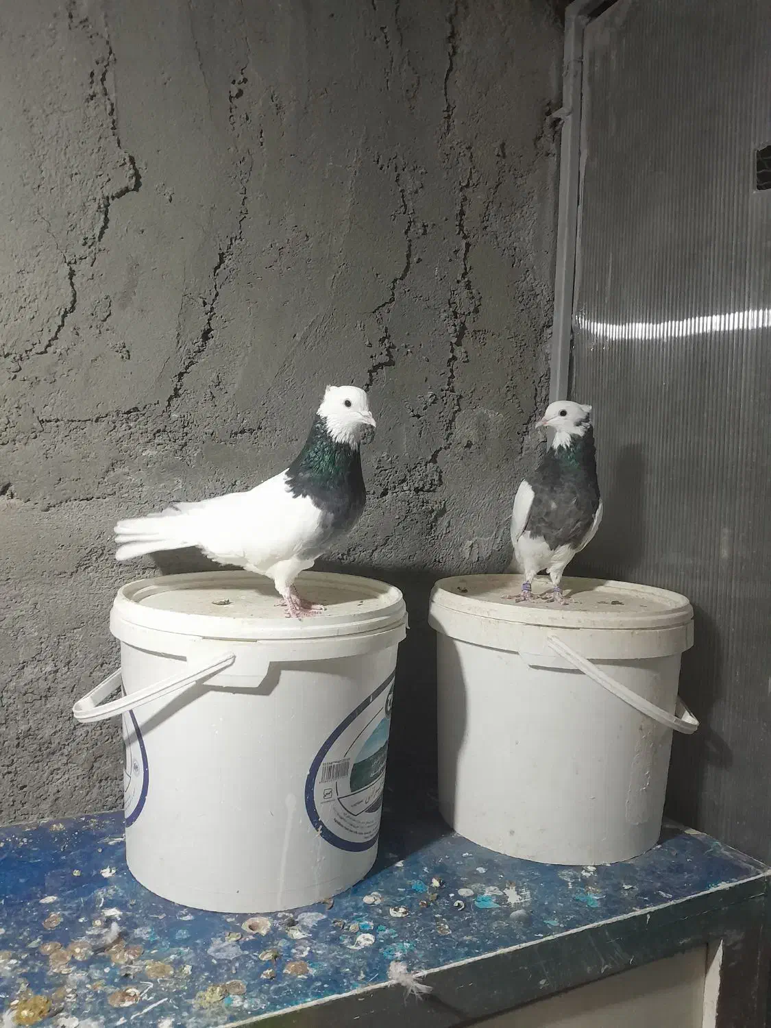 چند جفت طوقی|پرنده|بجنورد, |دیوار