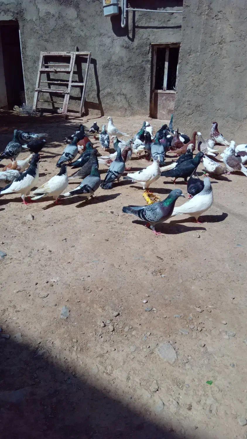 کفتر|پرنده|ملک‌آباد, |دیوار