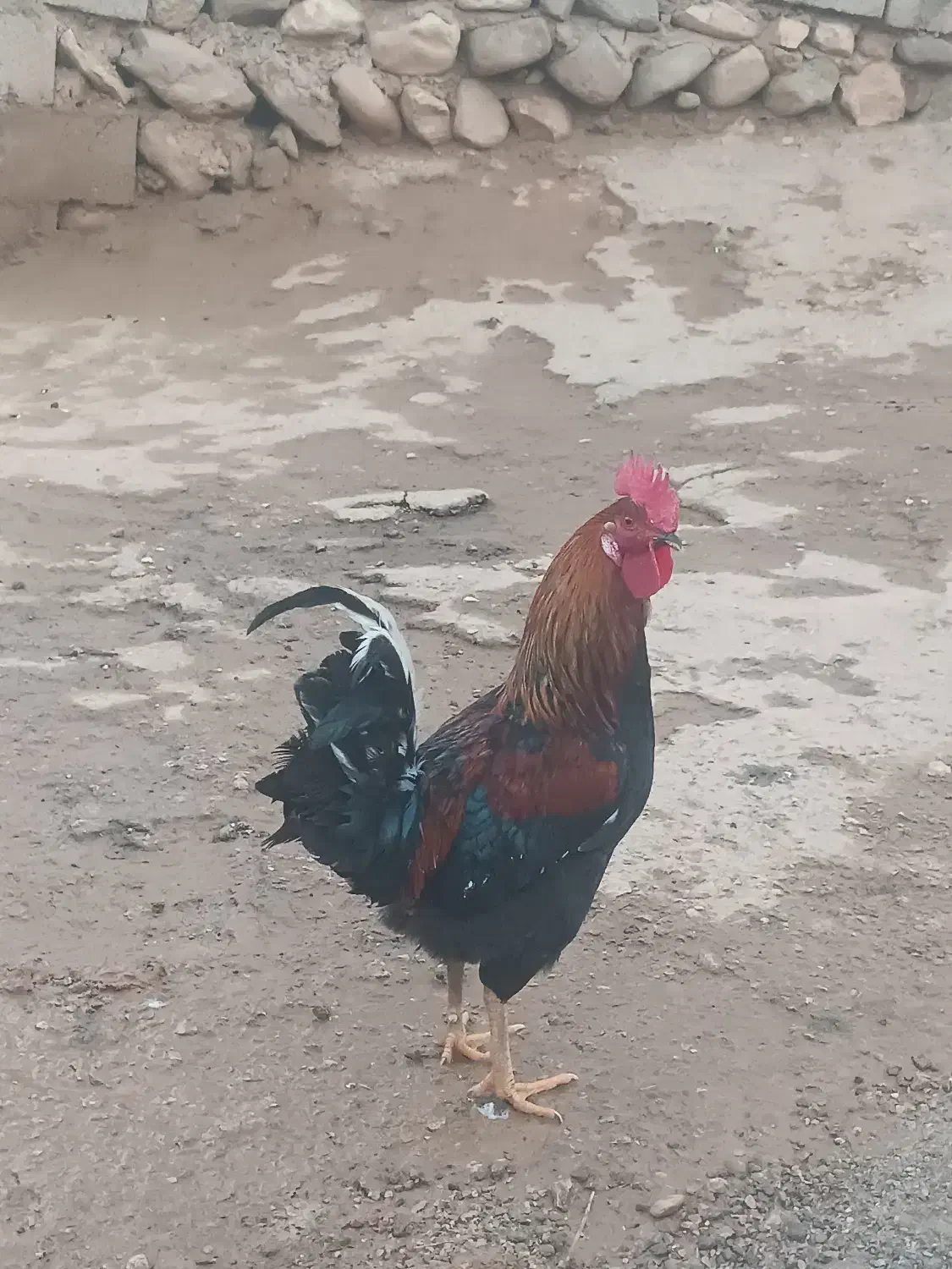 غاز و خروس محلی|حیوانات مزرعه|پلدختر, |دیوار