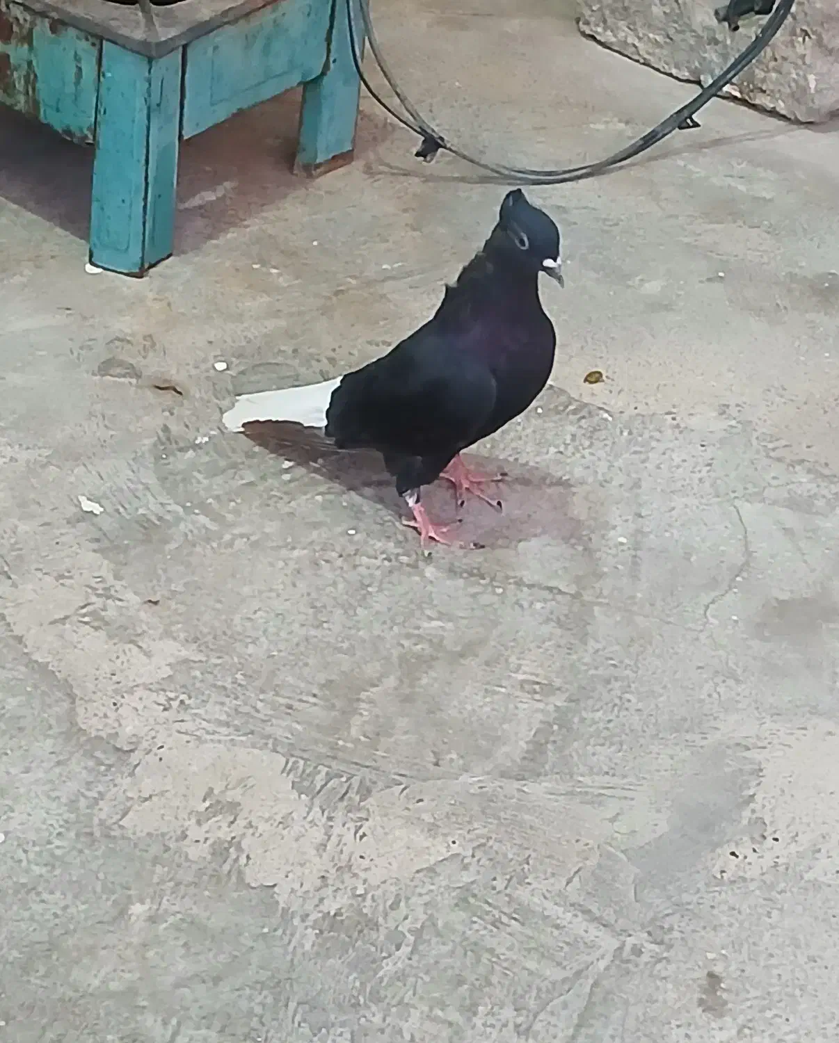 اشعل ماده|پرنده|لالی, |دیوار