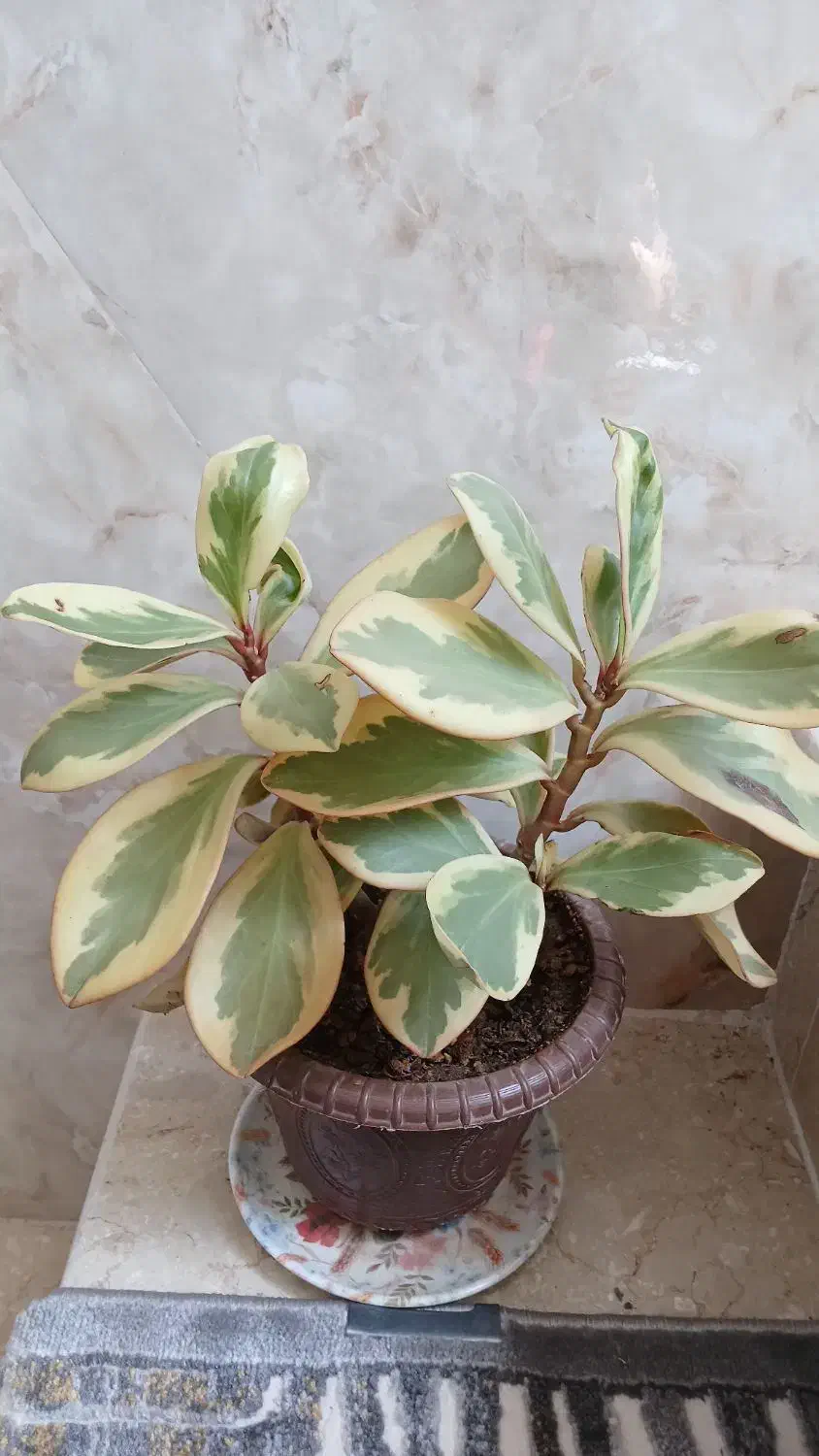 قاشقی وبرگ بیدی|گل و گیاه طبیعی|اراک, |دیوار