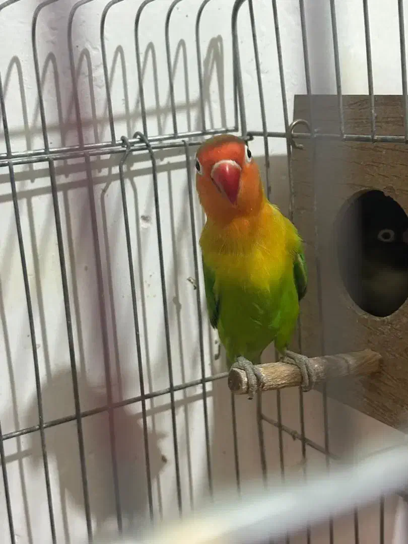 طوطی برزیلی جفت|پرنده|بومهن, |دیوار