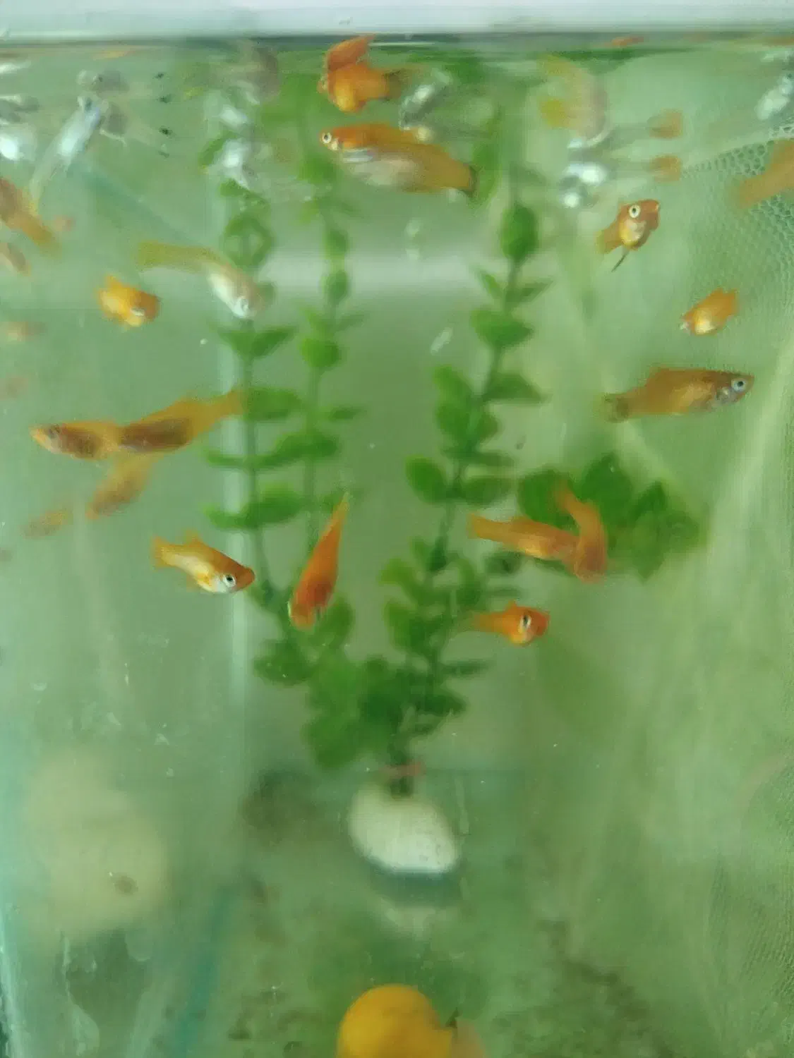 بچه ماهی پلاتی خونی و ماهی گوپی فول رد بزرگ|ماهی|تویسرکان, |دیوار