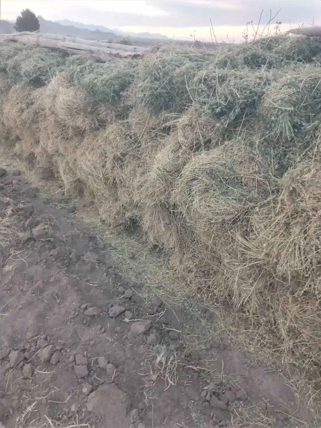 بیده خشک|حیوانات مزرعه|مود, |دیوار