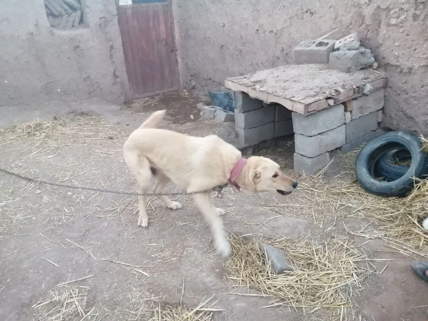 سگ نگ|سگ|نیشابور, بیمارستان عطار نیشابوری|دیوار