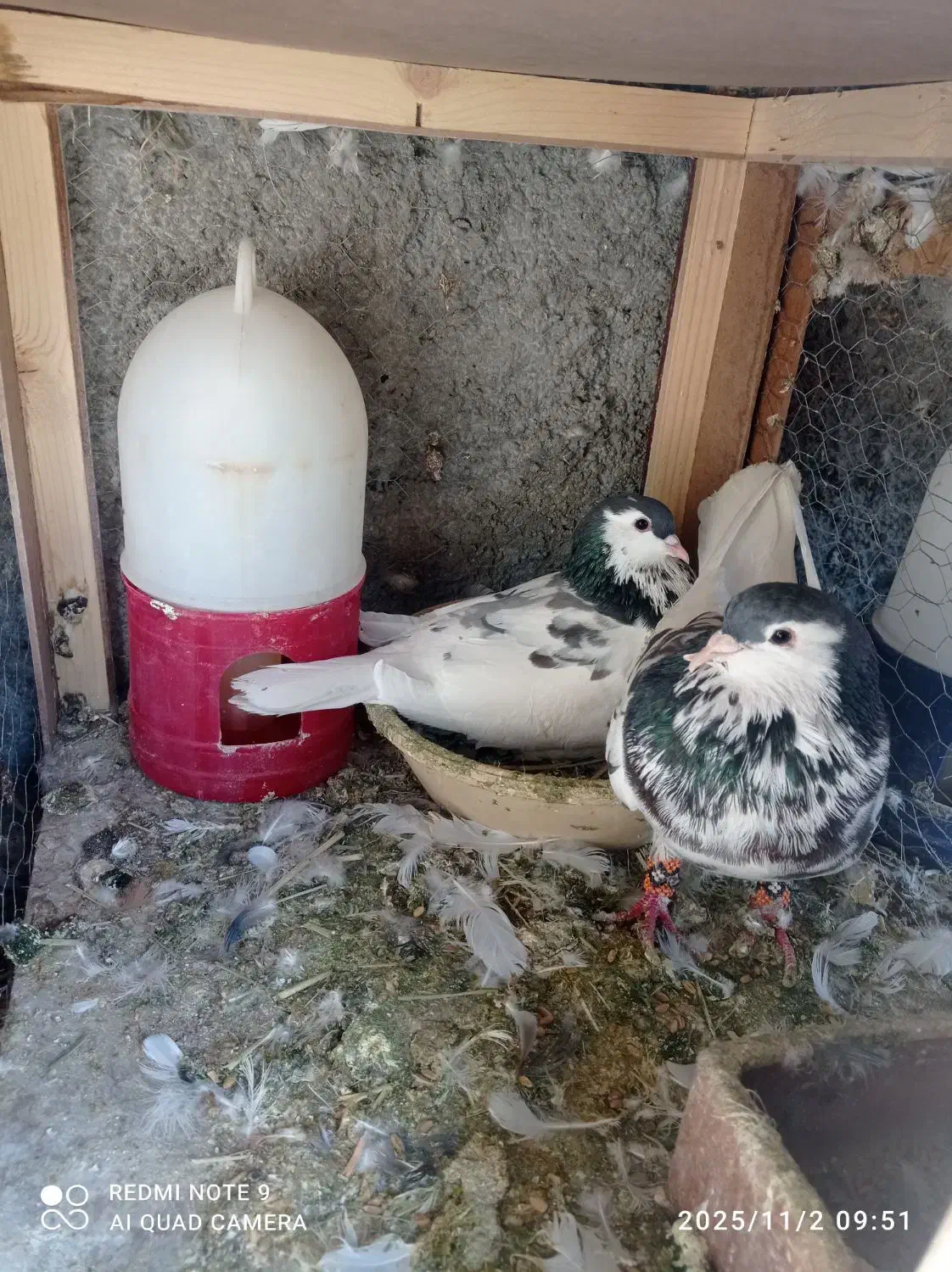 سه جفت بهبونی|پرنده|شیراز, کفترک|دیوار