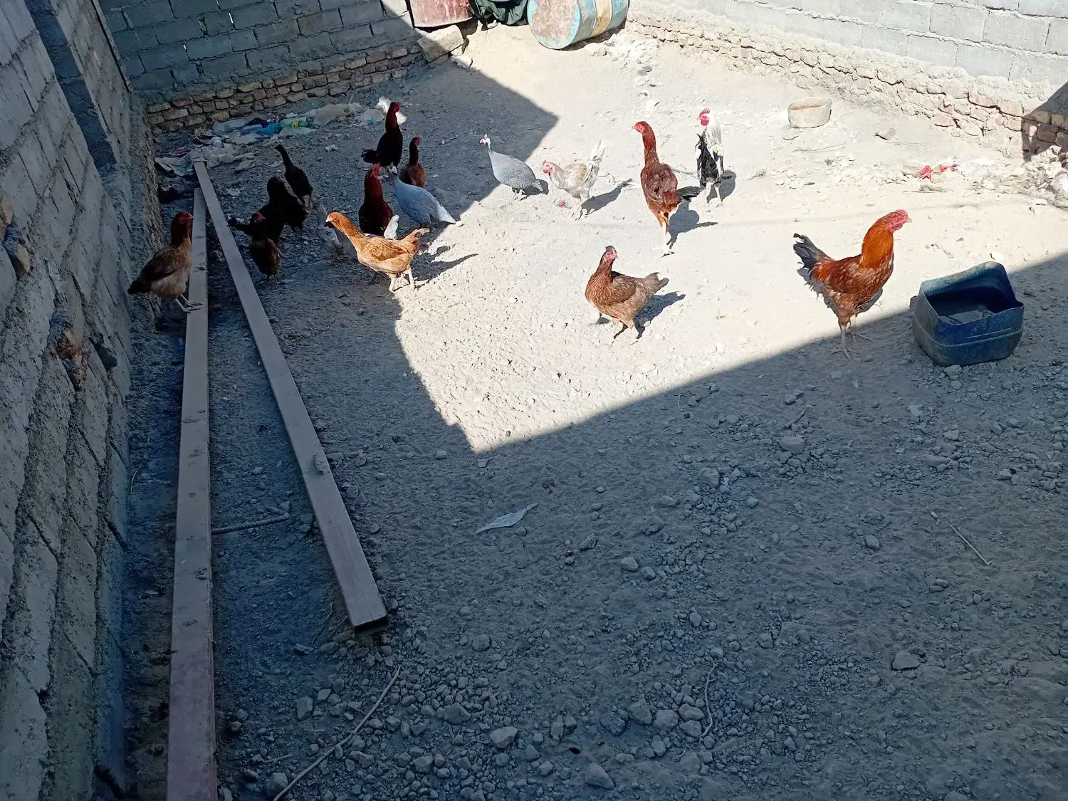 مرغ وخروس|حیوانات مزرعه|زهک, |دیوار