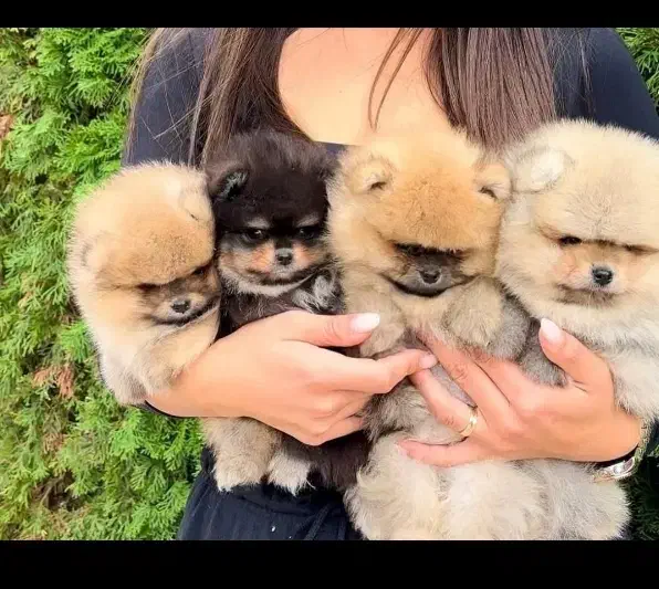 توله سگ88روزه پامر با اصالت و تضمین زیبا ترین رنگ|سگ|مشهد, اقبال|دیوار