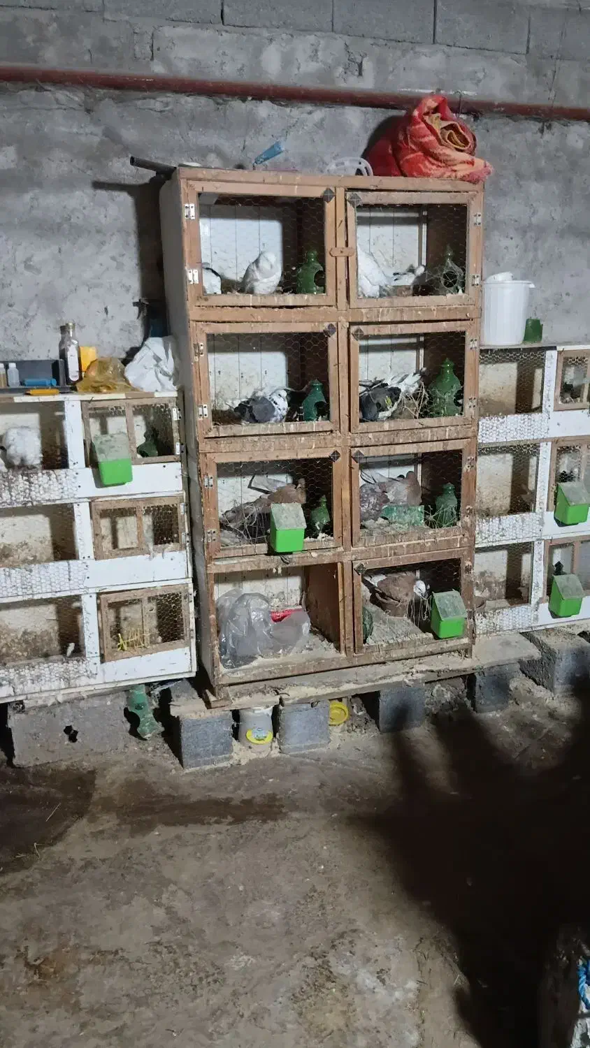 کبوتر جفتگاهی و پرشی|پرنده|سنگر, |دیوار