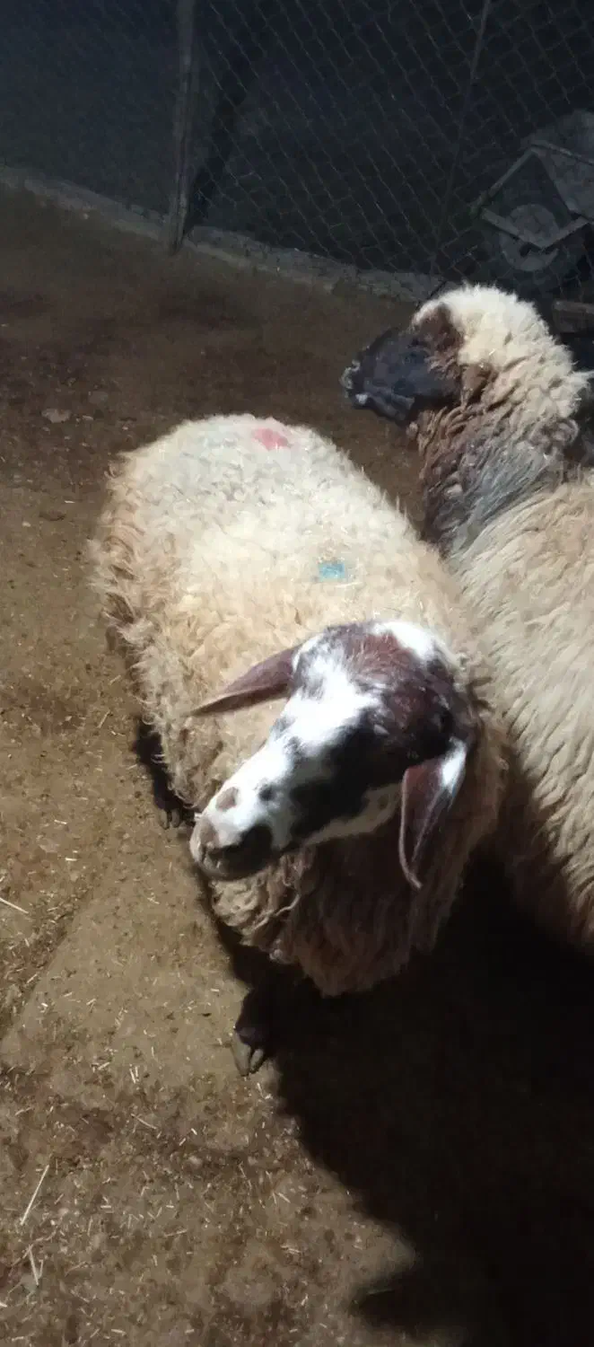 دو عدد گوسفند سرحال سالم|حیوانات مزرعه|شباب, |دیوار