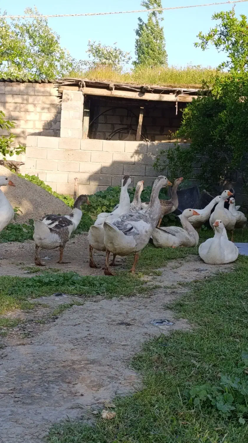 غاز|حیوانات مزرعه|گنبد کاووس, |دیوار