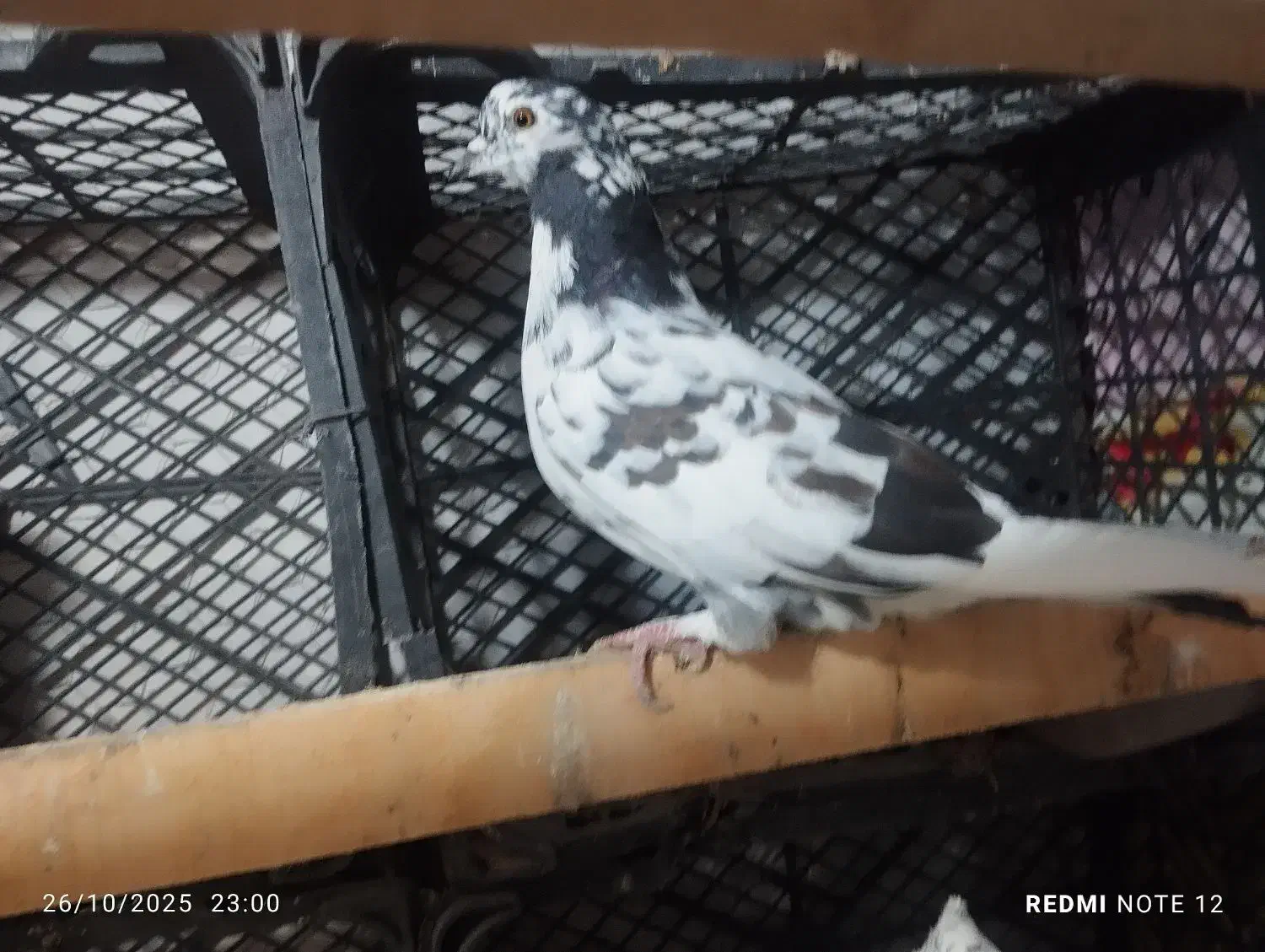 کفتر غریب|پرنده|گیلوان, |دیوار